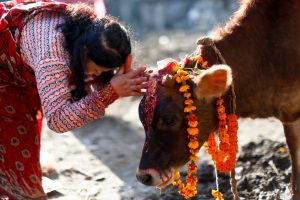 Cow_pooja _today