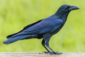 CroW_Tihar_gyaanghar