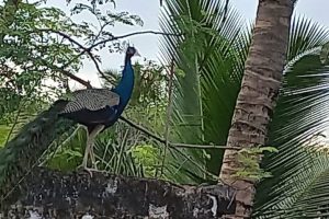 IMG-20230920-WA0005-1