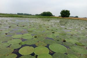 Kechana-Ma-Makhana-Kheti.jpg-1024x768