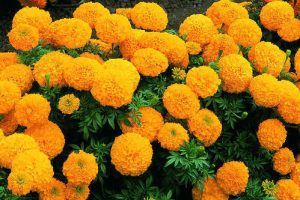 Sayapatri_flower _Gyaanghar