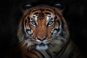 Tiger_gyaanghar