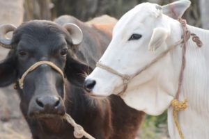 gaibhaisi-1702294001