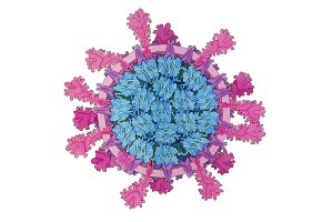 nipah-virus_WEPOo2lSS0_ftxzdBKBeS