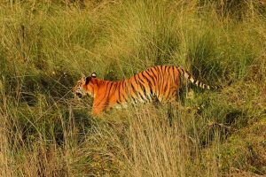 tiger-e1722928929613